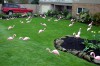 Flamingo Flock of White Rock, Canada