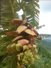 Banana Flower in Bandarban, Bangladesh, photo by Mohammad Rubel